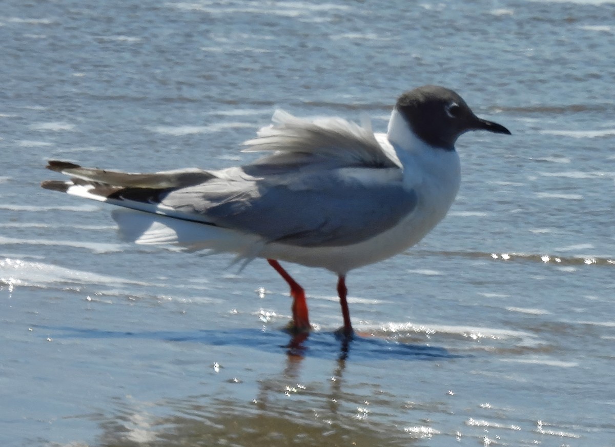 Mouette de Bonaparte - ML618625980