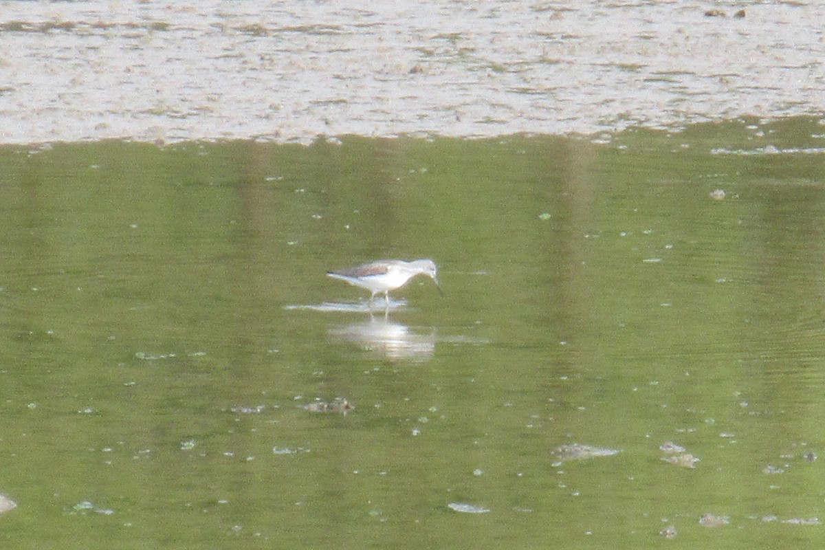 Common Greenshank - ML618625996