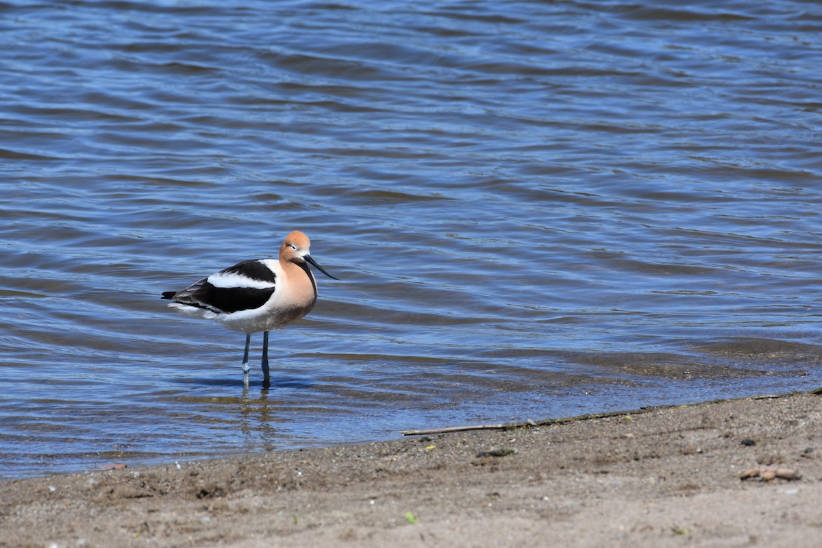 Avocette d'Amérique - ML618626001