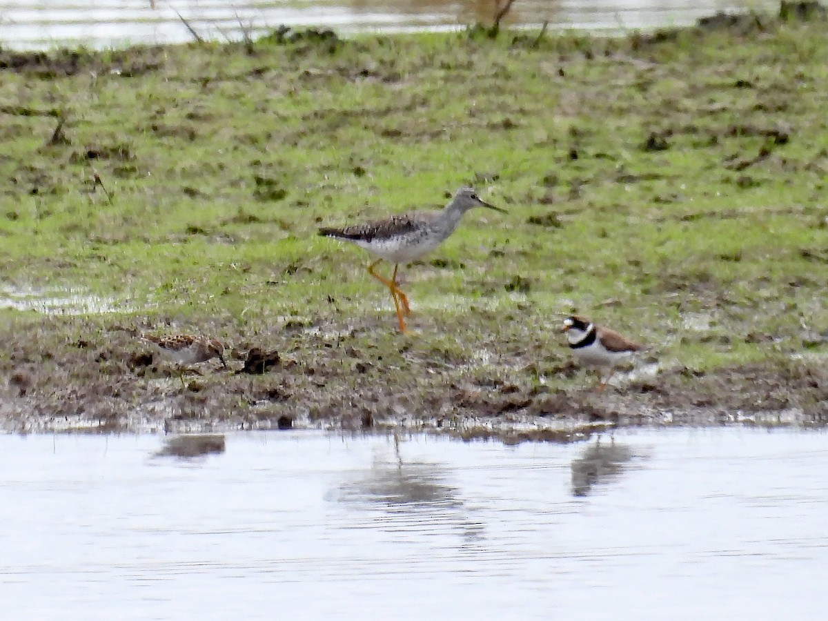 Semipalmated Plover - ML618626028