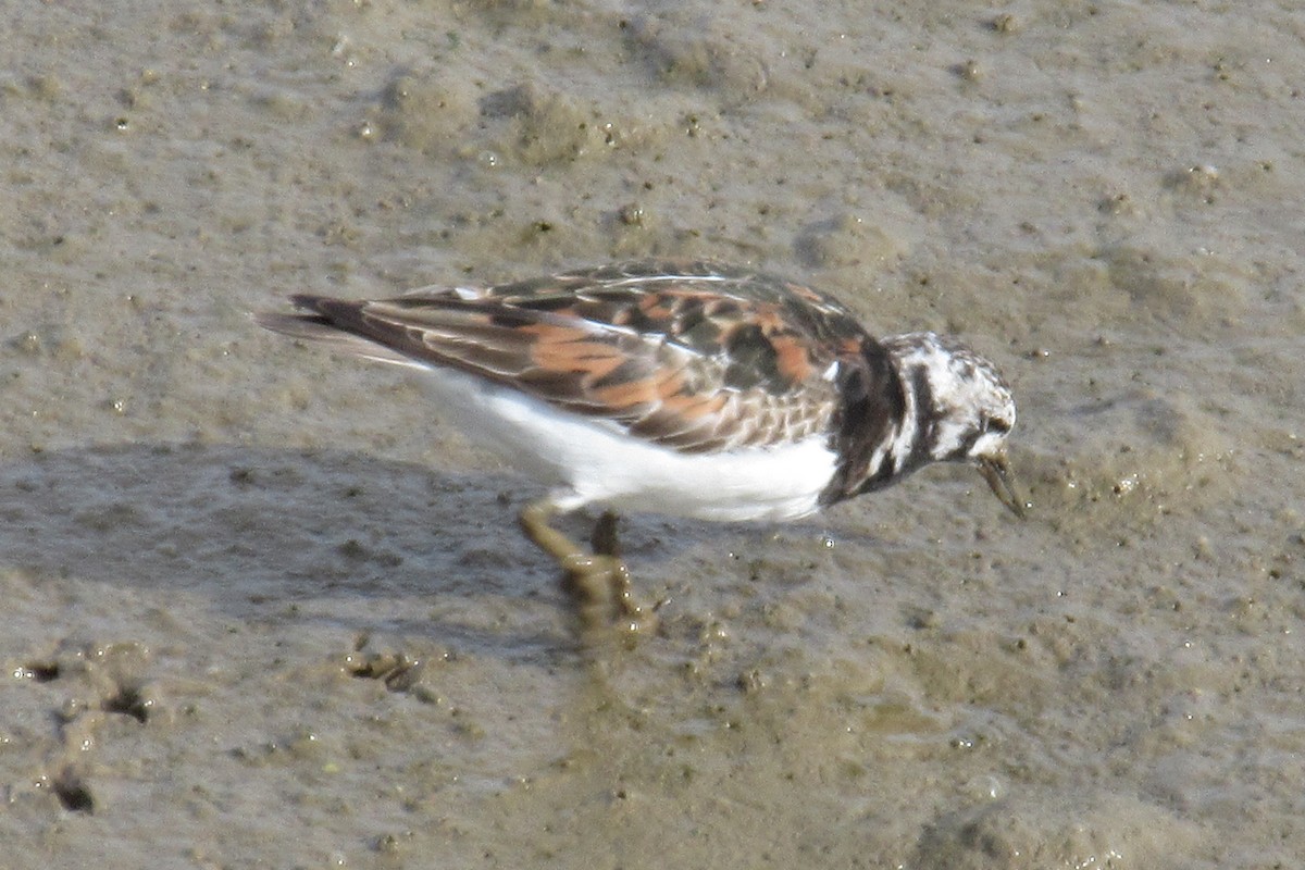 Ruddy Turnstone - ML618626038