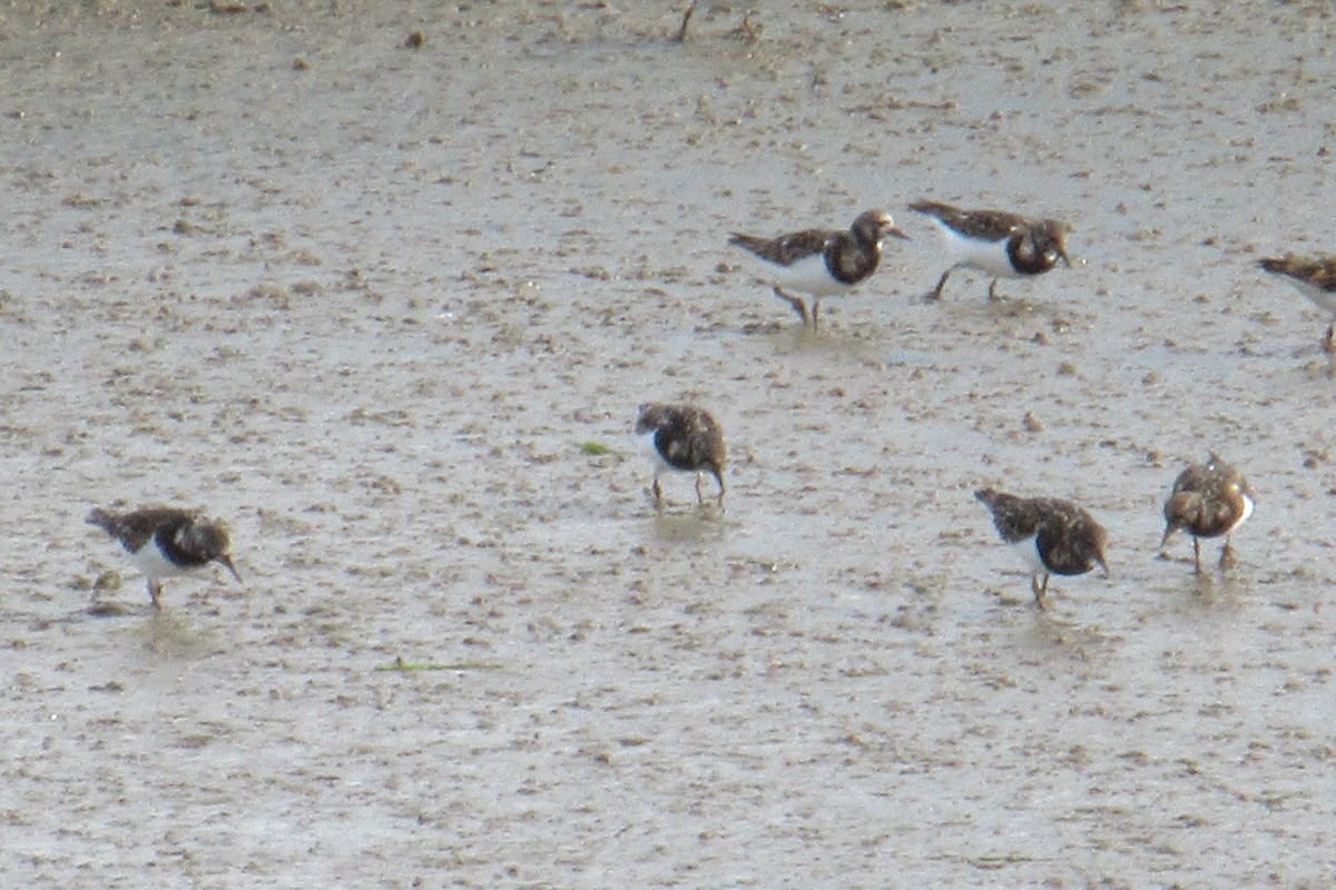 Ruddy Turnstone - ML618626039