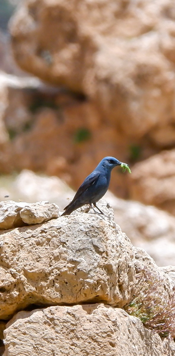 Blue Rock-Thrush - ML618626066