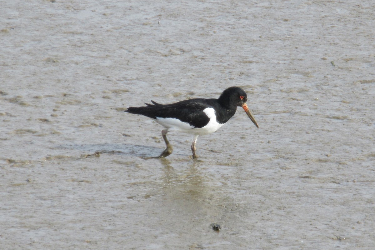 Eurasian Oystercatcher - ML618626070