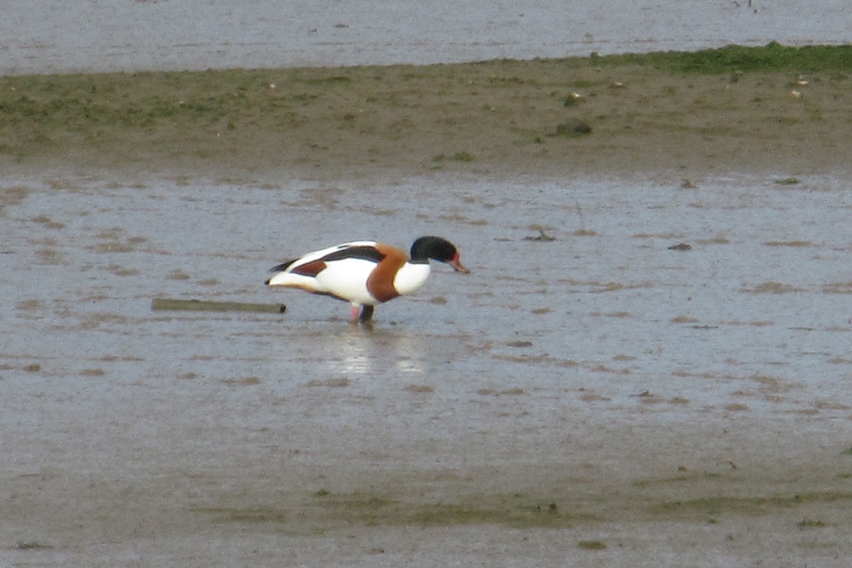 Common Shelduck - ML618626096