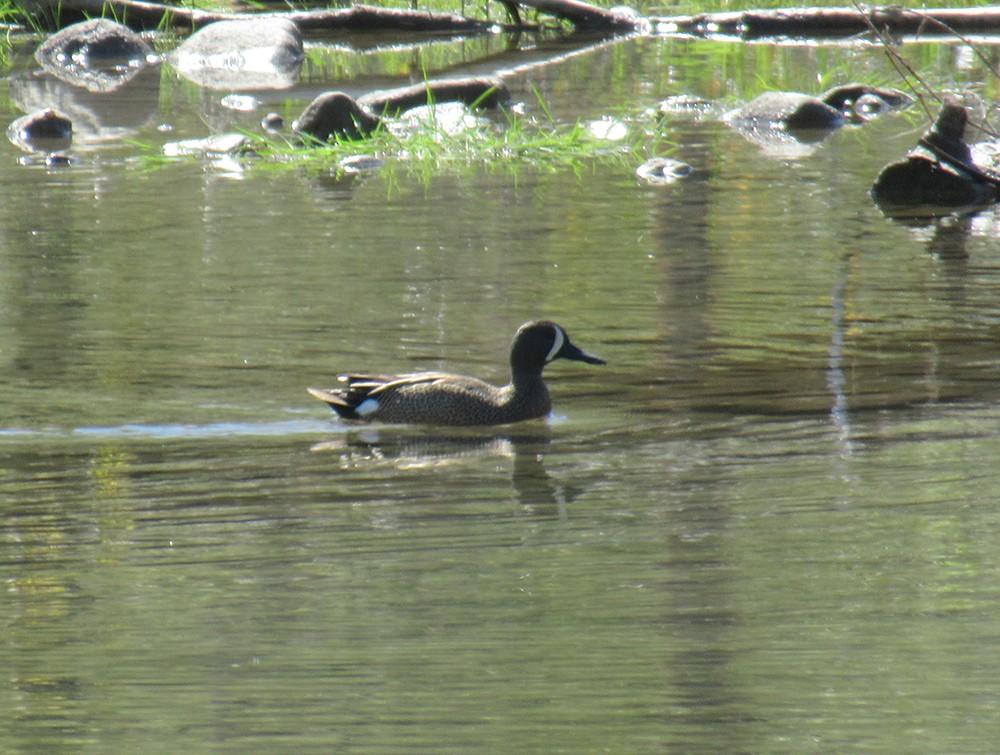 Blue-winged Teal - Anne Marie Johnson