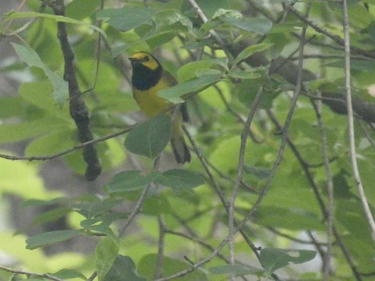 Hooded Warbler - ML618626175