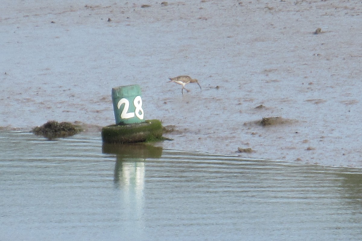 Eurasian Curlew - ML618626249