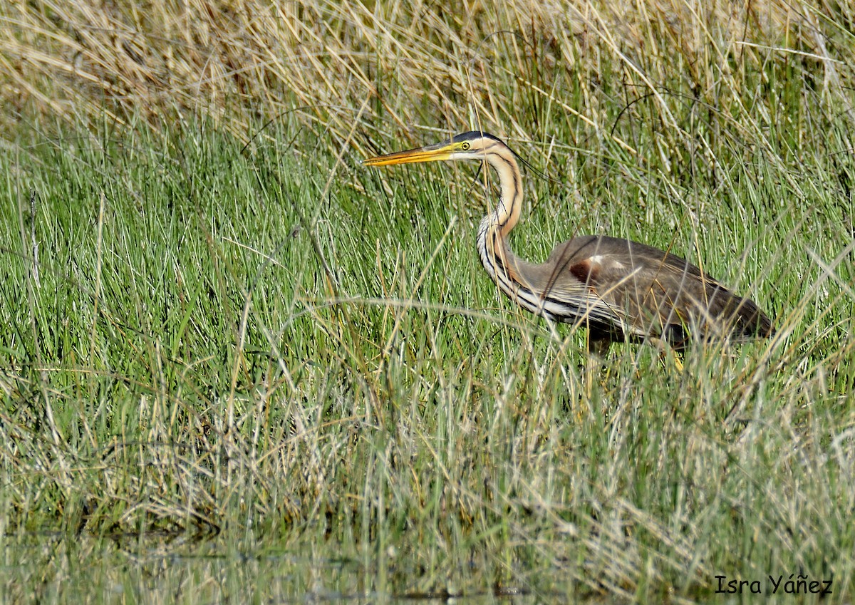 Purple Heron - ML618626272