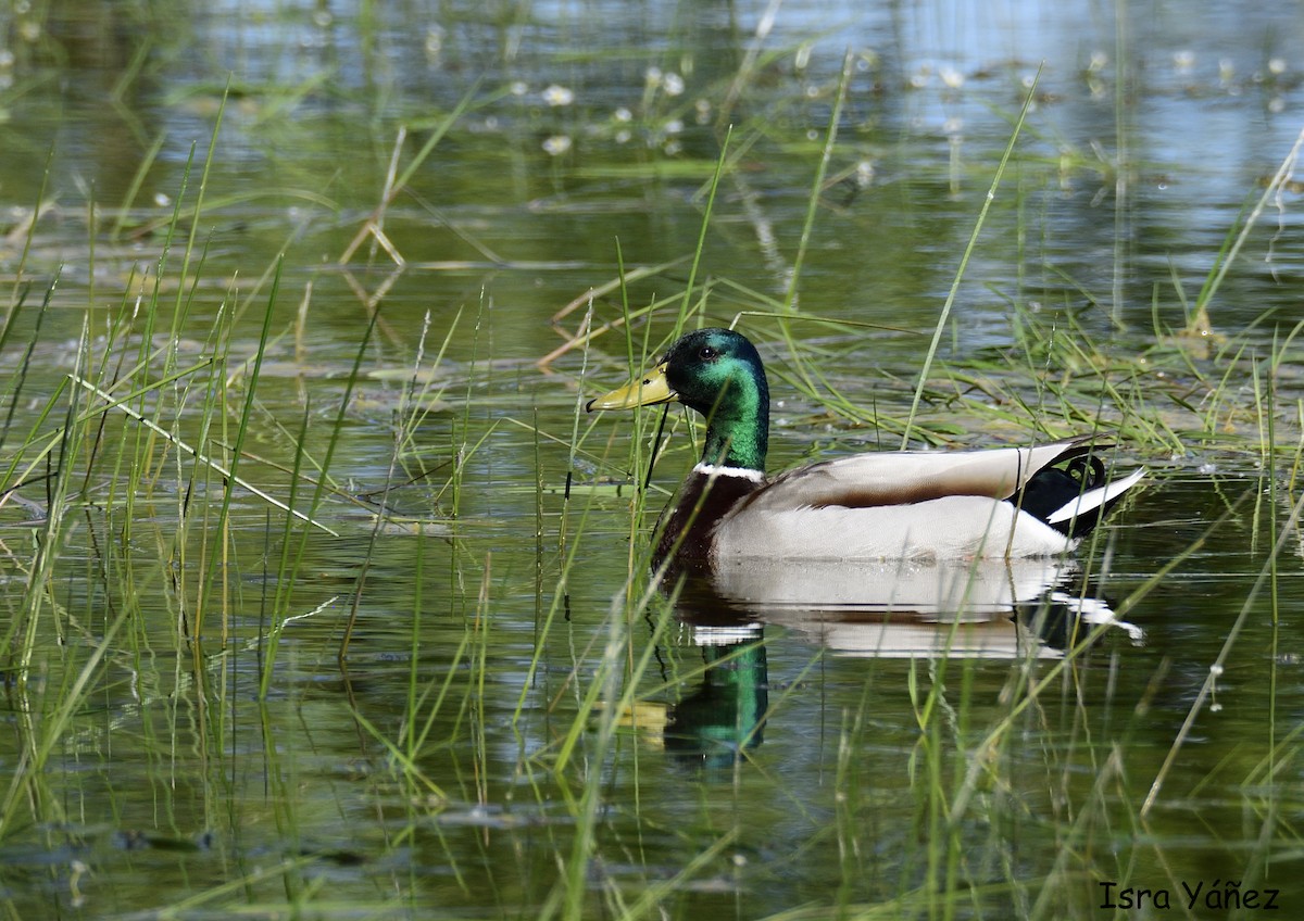 Canard colvert - ML618626288