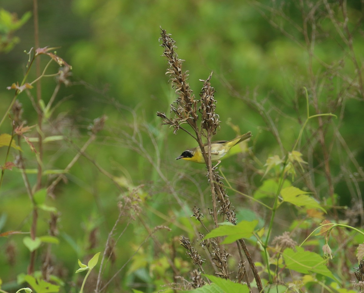 Common Yellowthroat - Sujata roy