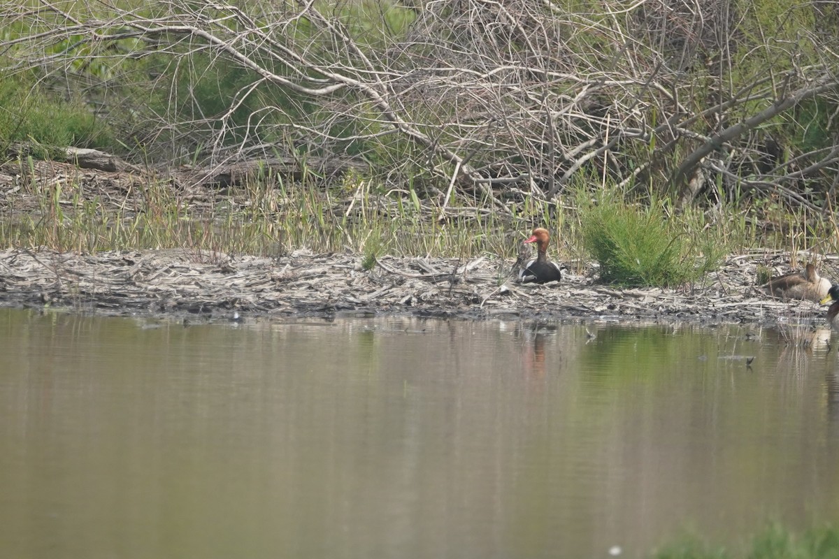 Red-crested Pochard - ML618626327