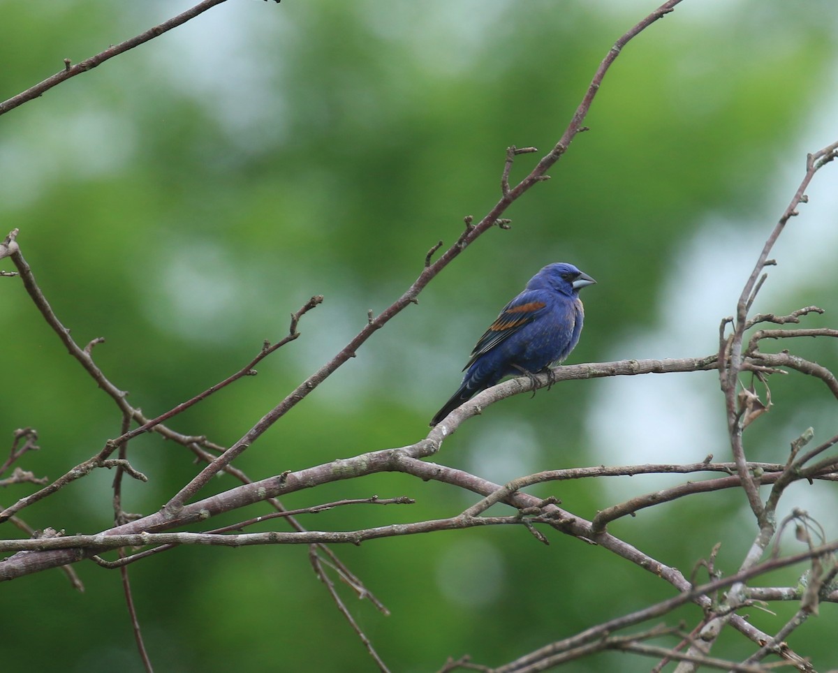 Blue Grosbeak - Sujata roy