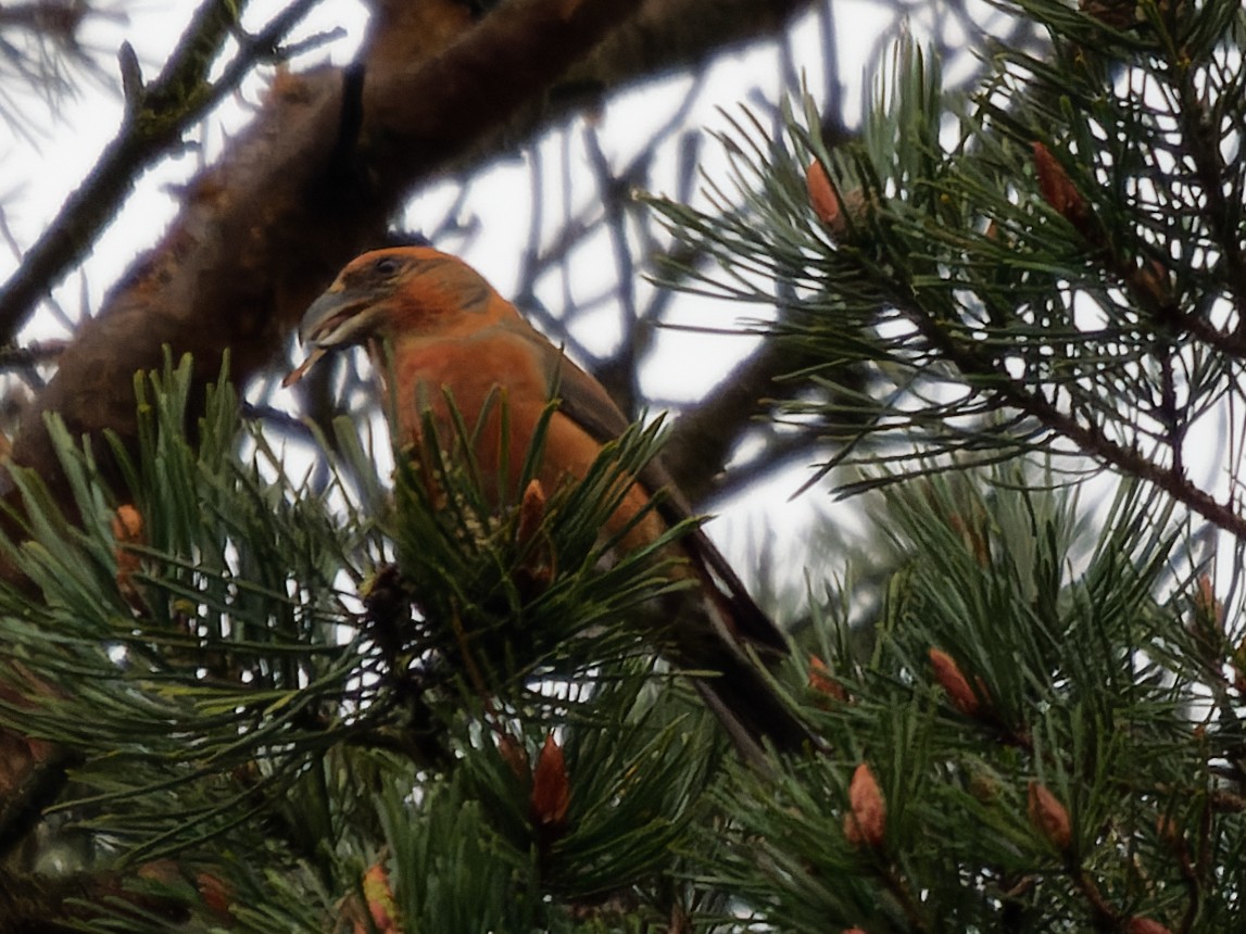 Red Crossbill - ML618626362