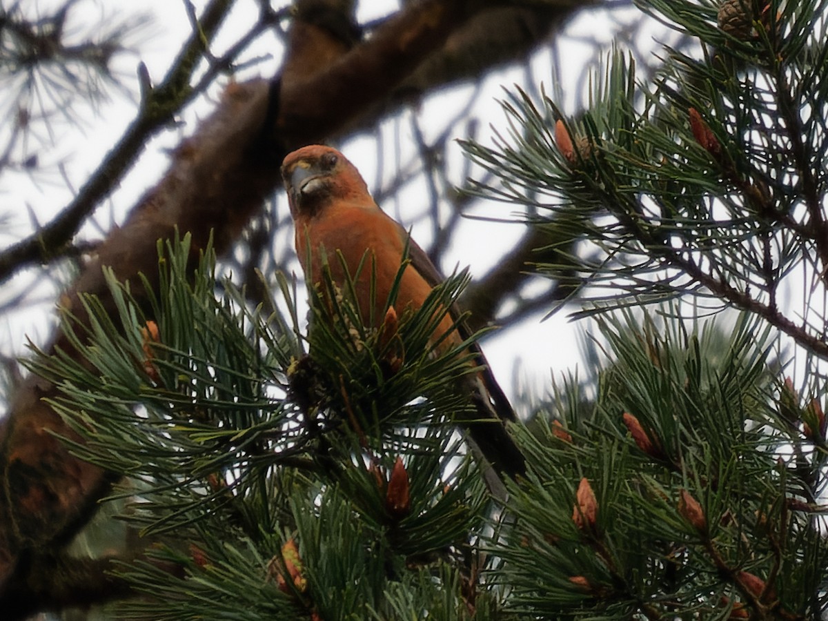 Red Crossbill - ML618626363