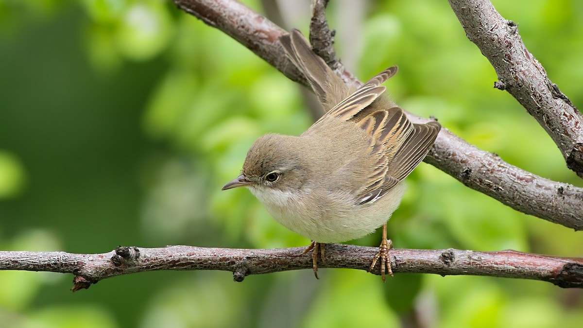 Greater Whitethroat - Emrah Kayhan