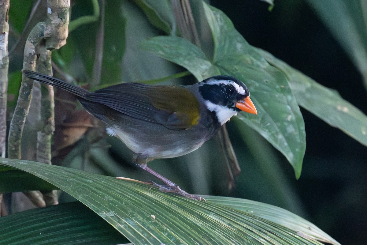Orange-billed Sparrow - Richard Rulander