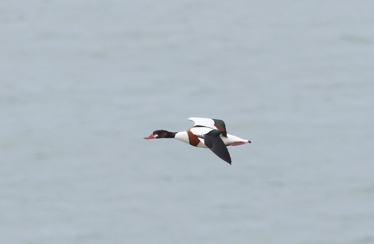 Common Shelduck - ML618626516