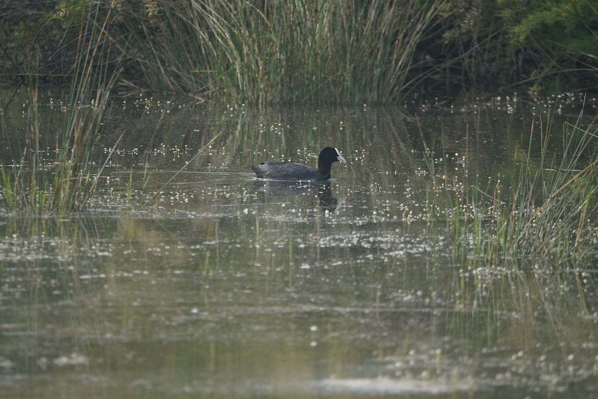 Eurasian Coot - Daniel Pinelli