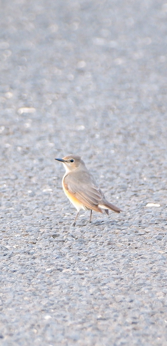 White-throated Robin - ML618626532