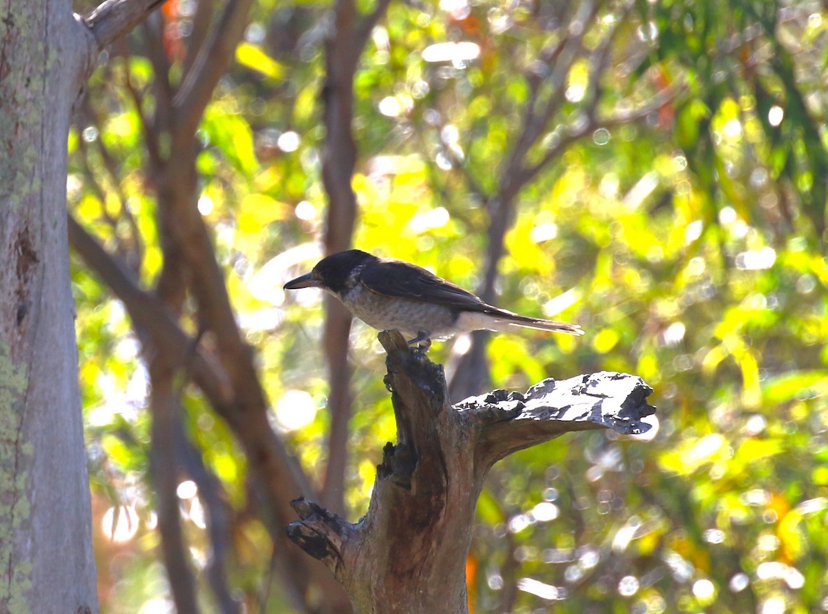 Gray Butcherbird - ML618626558