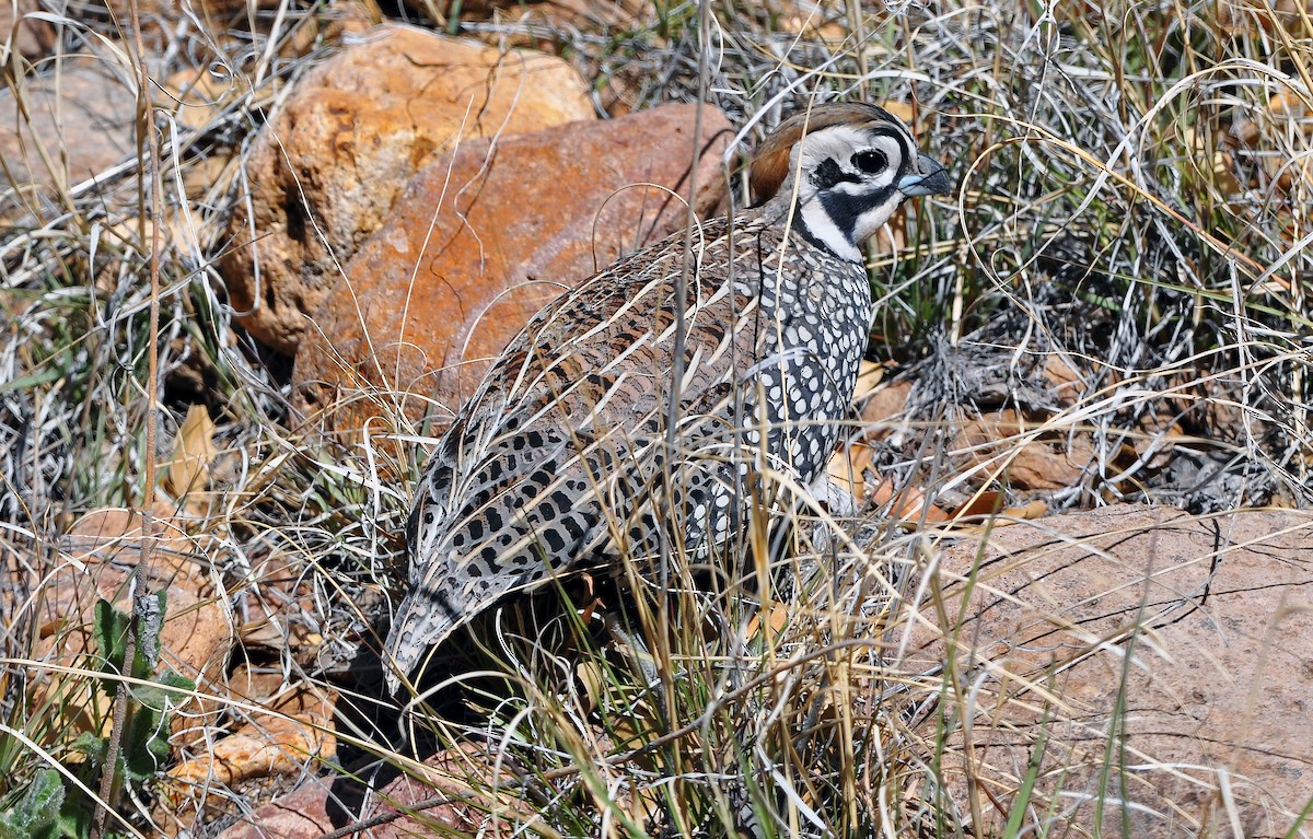 křepel harlekýn - ML618626577