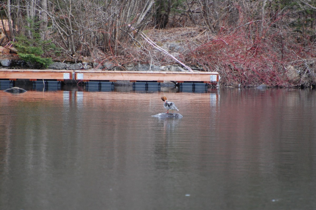 Common Merganser - ML618626586