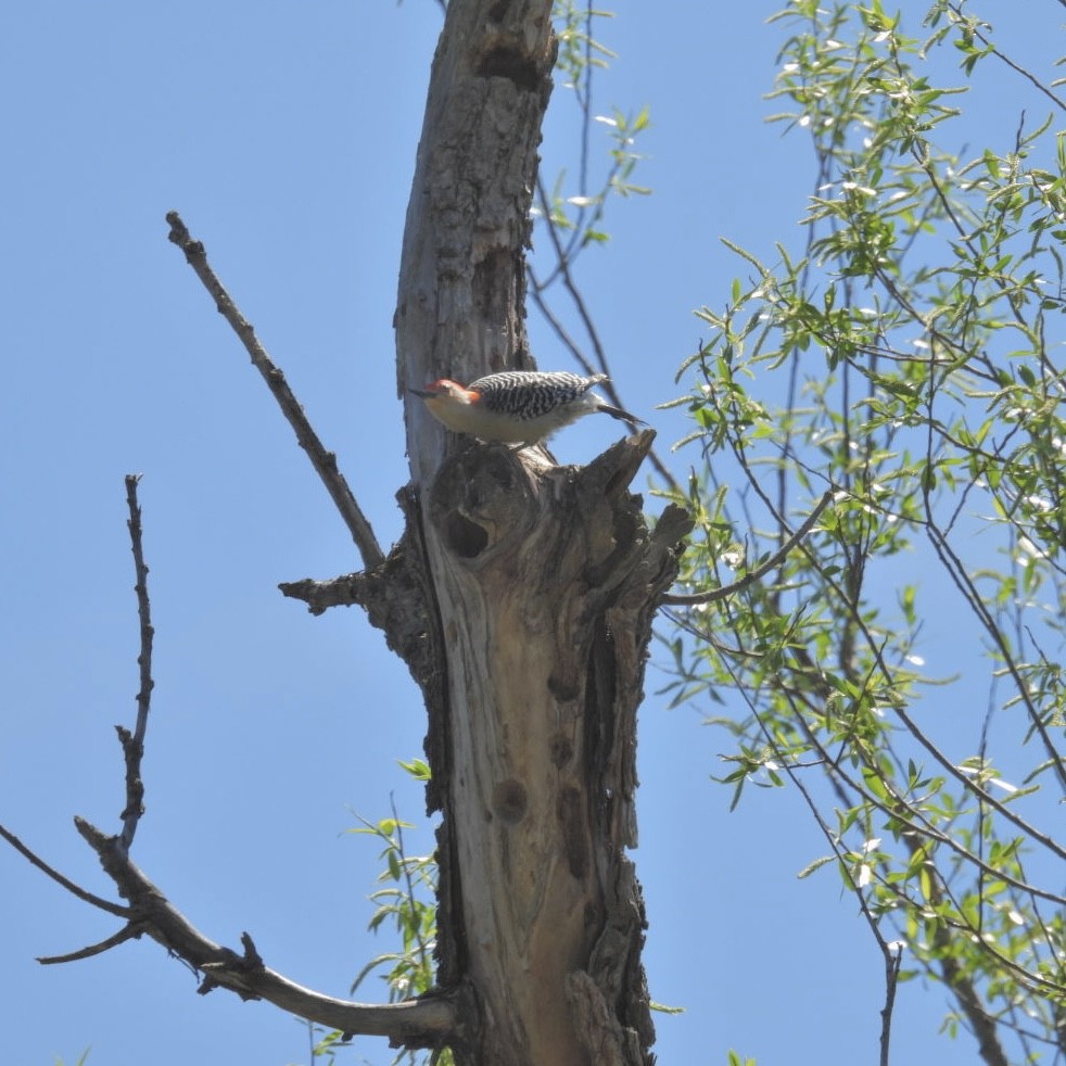 Red-bellied Woodpecker - Deb Diane