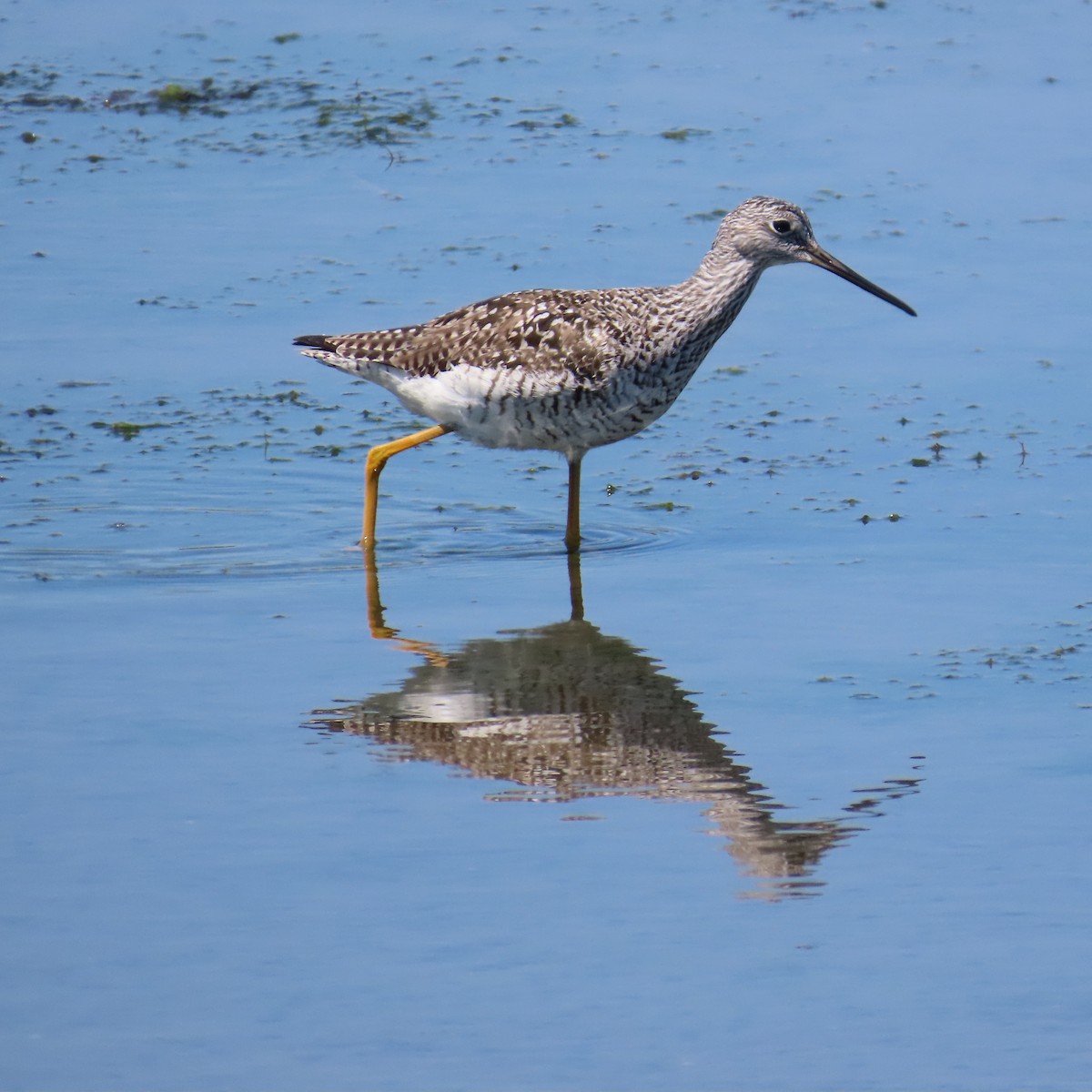 Greater Yellowlegs - Richard Fleming