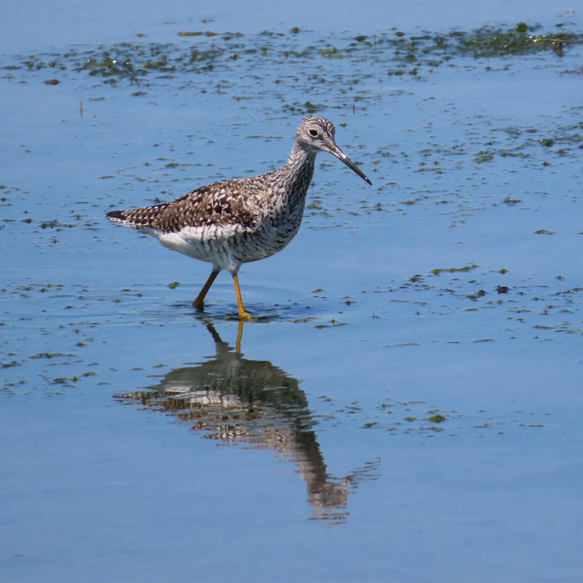 Greater Yellowlegs - ML618626644