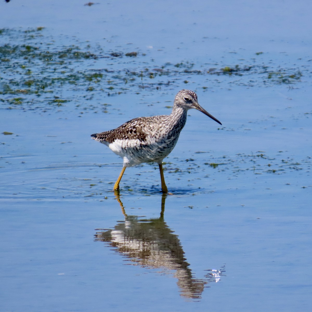 Greater Yellowlegs - Richard Fleming