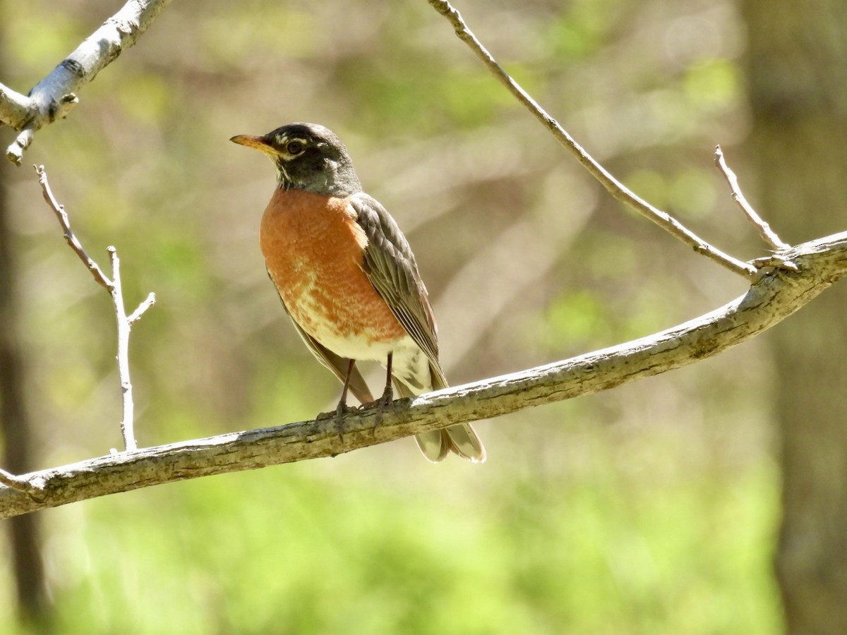 American Robin - ML618626651