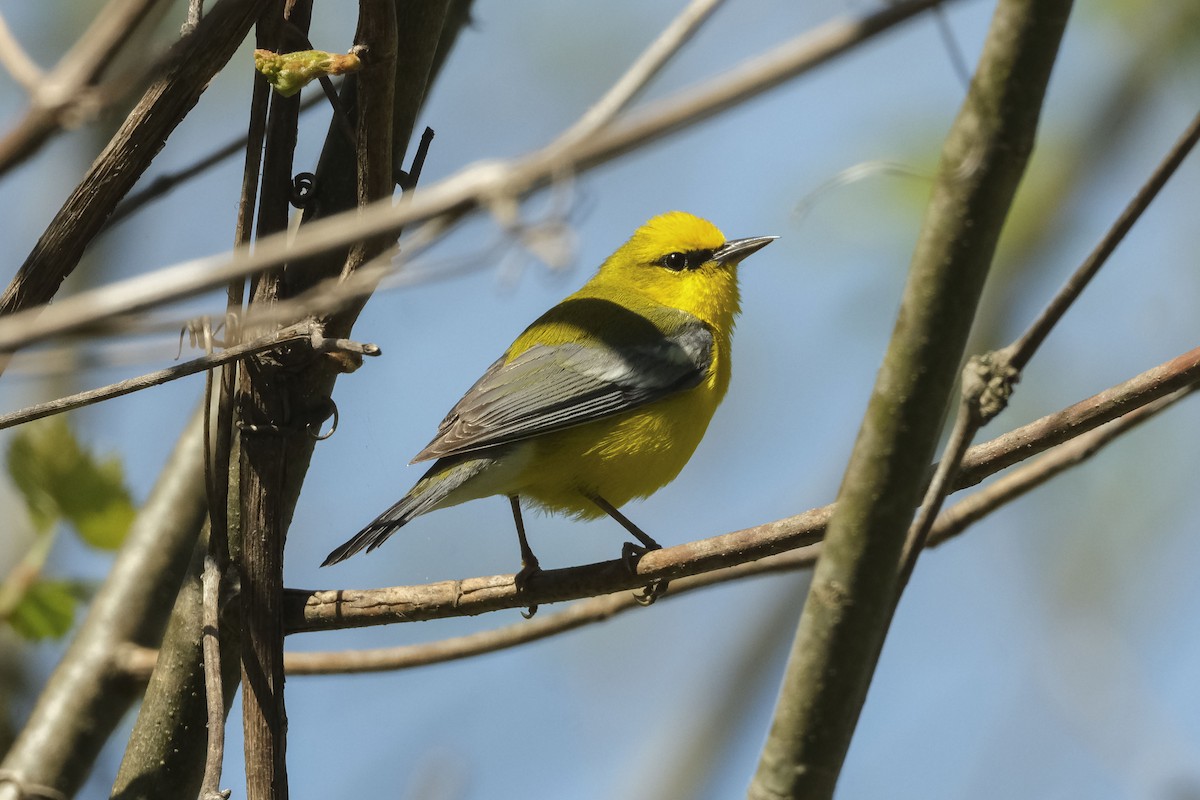 Blue-winged Warbler - David Rodenhiser