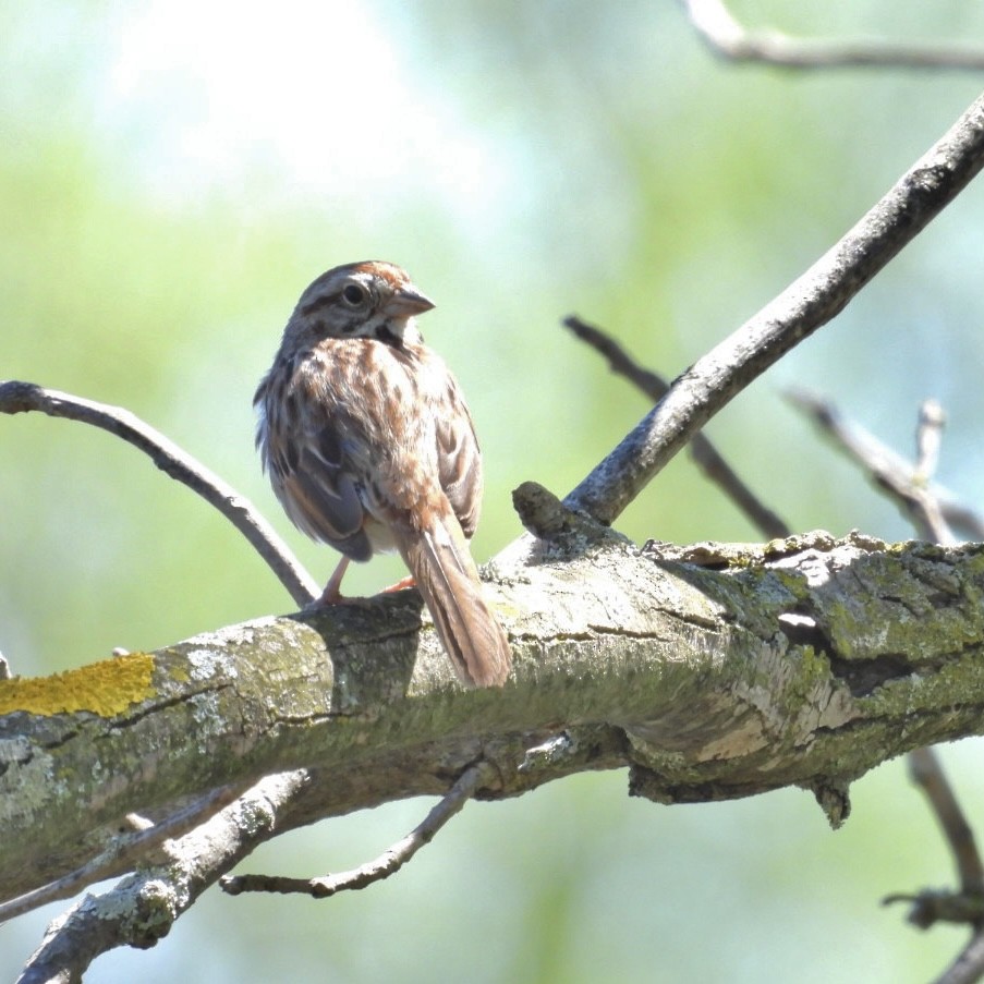 Song Sparrow - Deb Diane