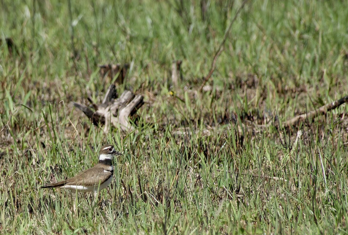 Killdeer - ML618626685