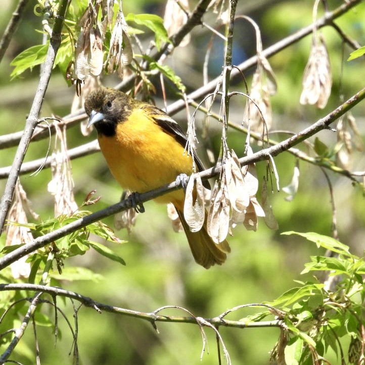 Baltimore Oriole - ML618626690