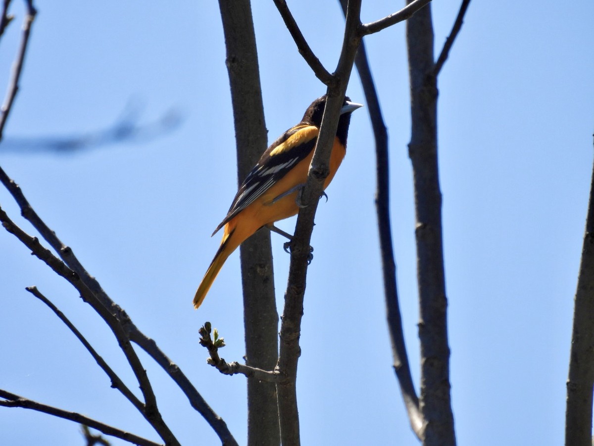 Baltimore Oriole - ML618626691