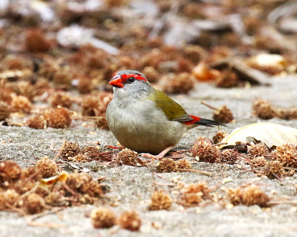 Red-browed Firetail - ML618626702