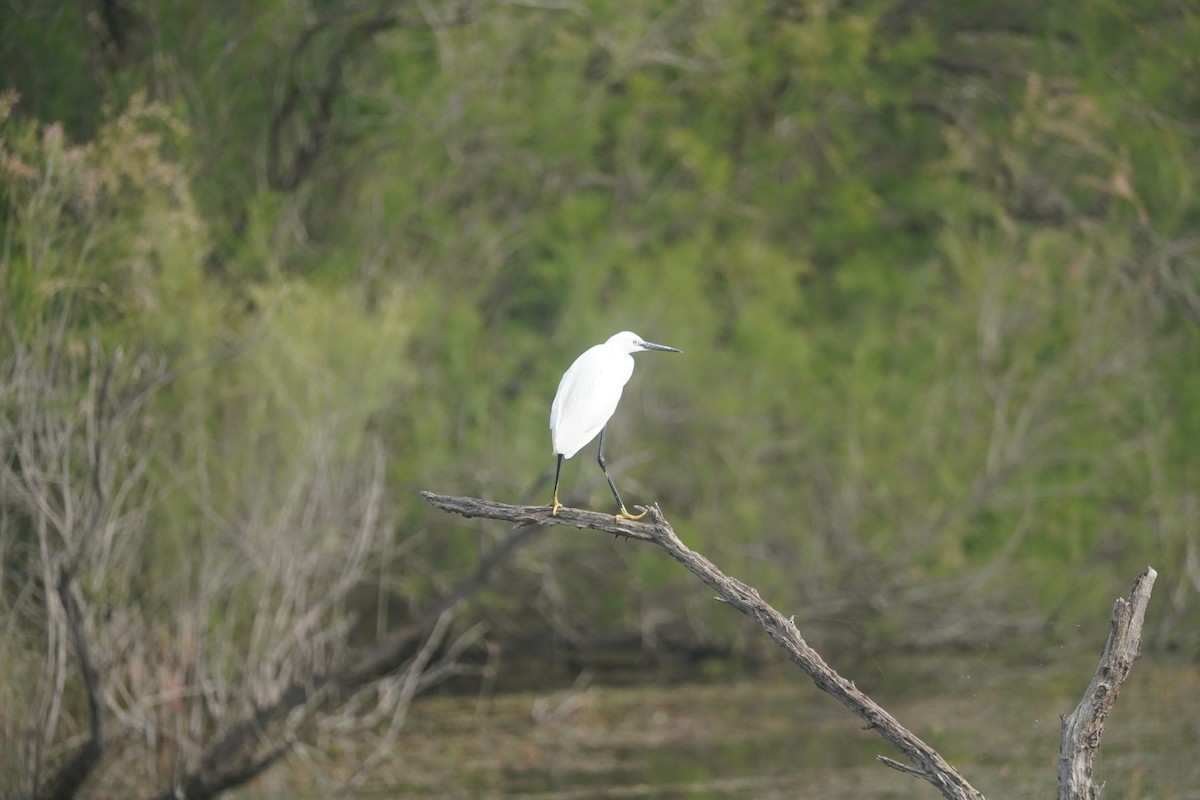 Little Egret - Daniel Pinelli