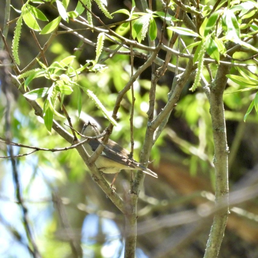 Black-throated Blue Warbler - ML618626723