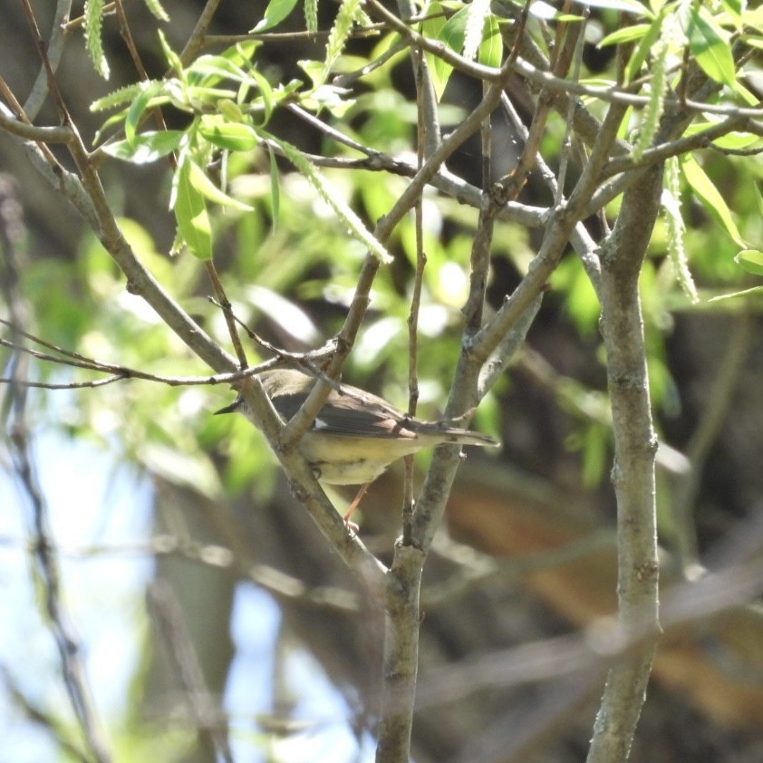 Black-throated Blue Warbler - ML618626724