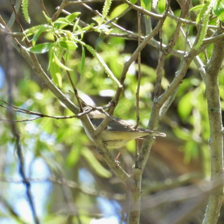 Black-throated Blue Warbler - Deb Diane