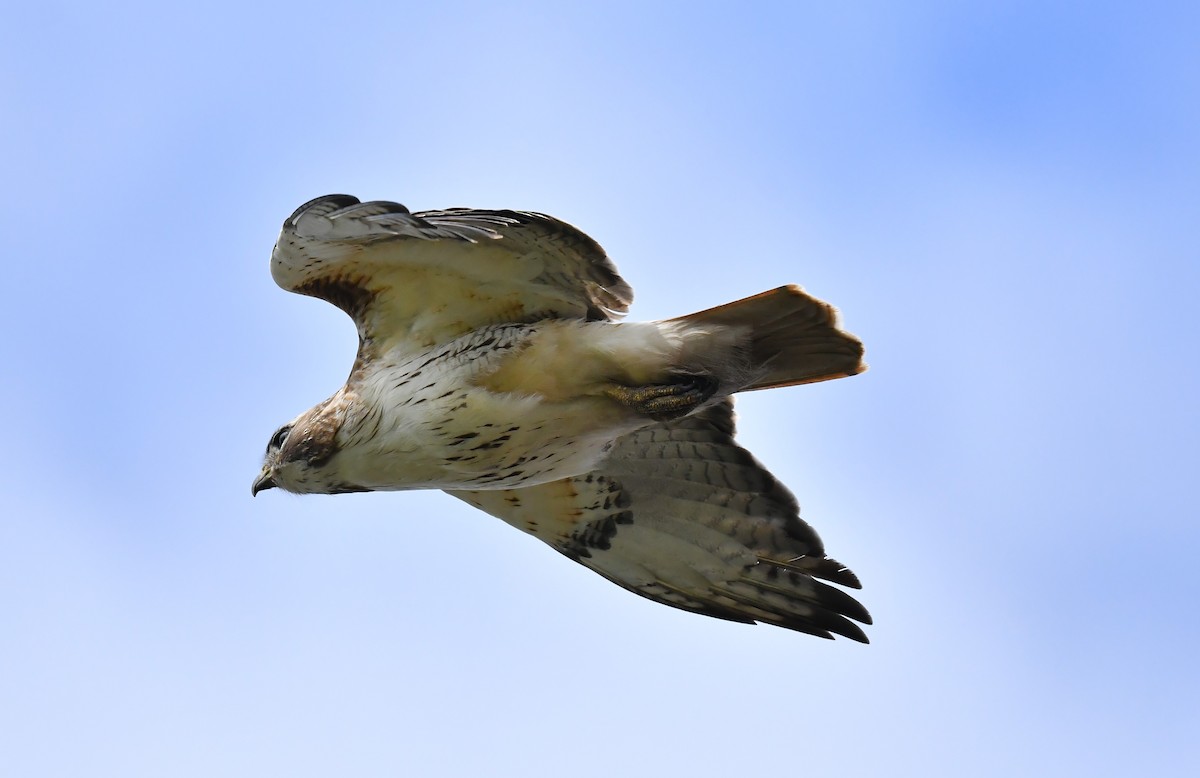 Red-tailed Hawk (borealis) - Britt Dalbec