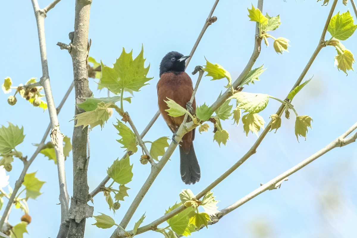 Orchard Oriole - David Rodenhiser