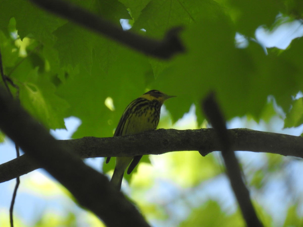 Cape May Warbler - Adam  Miller