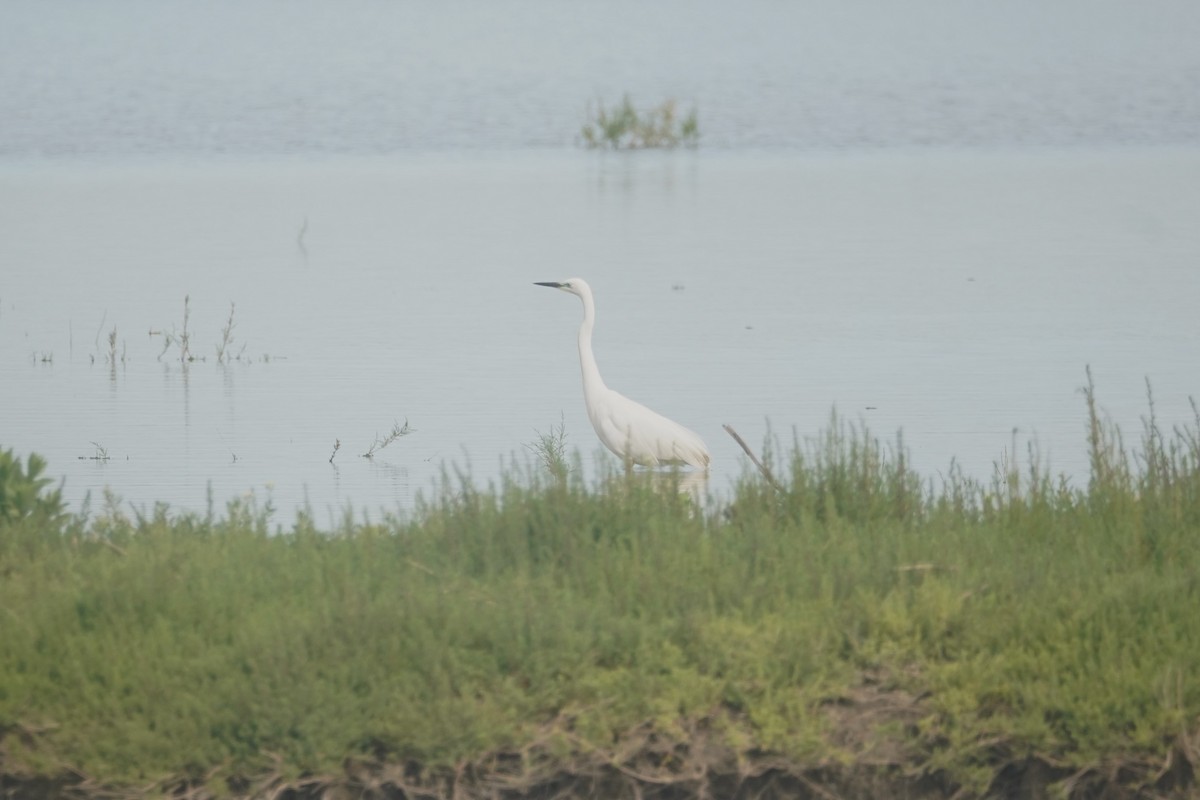 Great Egret - Daniel Pinelli