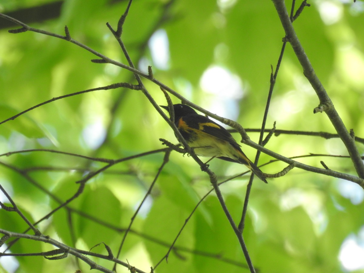 American Redstart - Adam  Miller