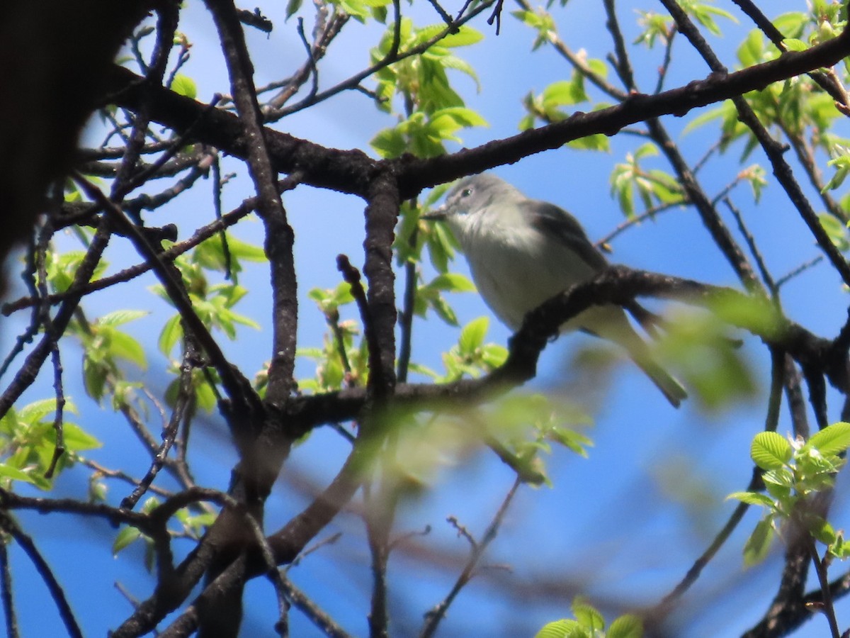 Plumbeous Vireo - Edward Raynor