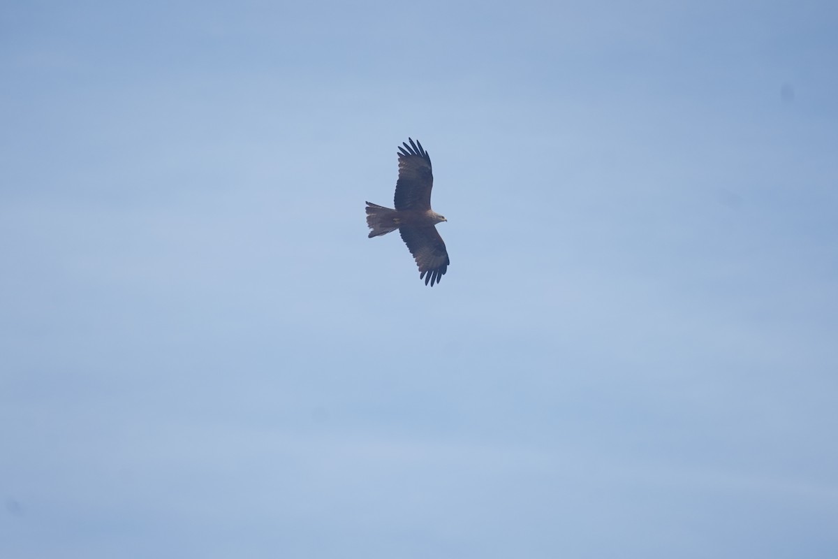 Black Kite - Daniel Pinelli