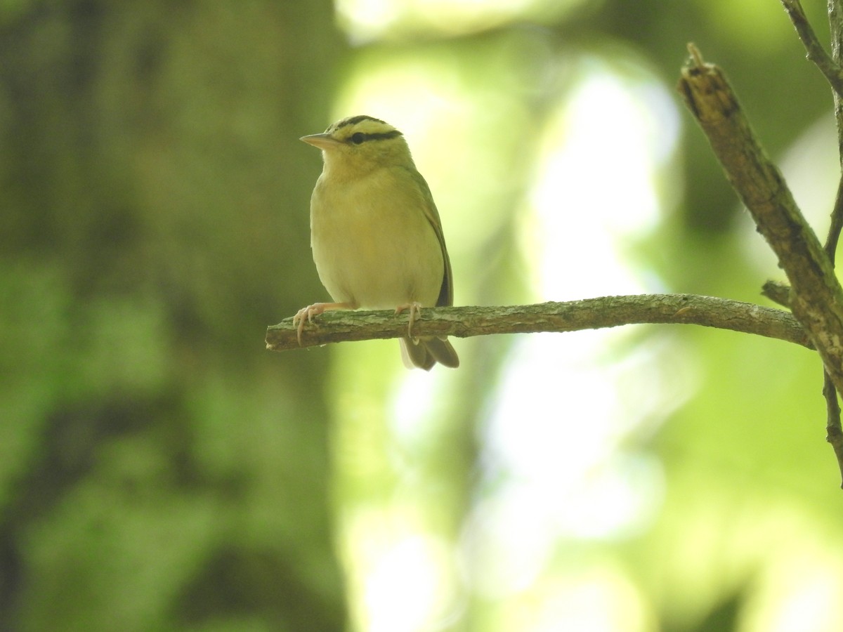 Worm-eating Warbler - Adam  Miller